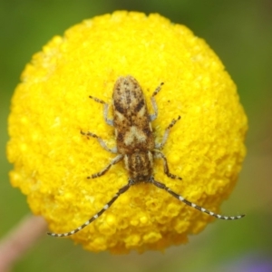 Rhytiphora paulla at Acton, ACT - 22 Nov 2018