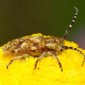 Rhytiphora paulla at Acton, ACT - 22 Nov 2018