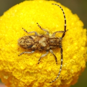 Rhytiphora paulla at Acton, ACT - 22 Nov 2018