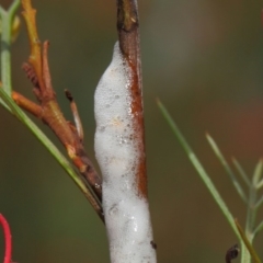 Cercopidae (family) (Unidentified spittlebug or froghopper) at ANBG - 21 Nov 2018 by TimL