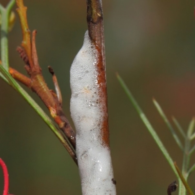 Cercopidae (family) (Unidentified spittlebug or froghopper) at Hackett, ACT - 22 Nov 2018 by TimL