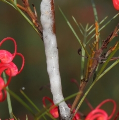 Cercopidae (family) at Hackett, ACT - 22 Nov 2018 10:17 AM