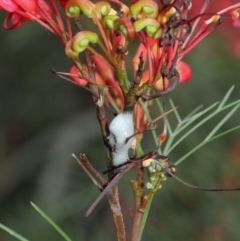 Cercopidae (family) at Hackett, ACT - 22 Nov 2018 10:17 AM