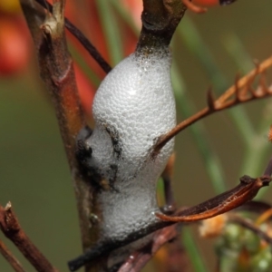 Cercopidae (family) at Hackett, ACT - 22 Nov 2018