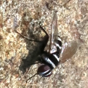 Trigonospila sp. (genus) at Majura, ACT - 24 Nov 2018 05:42 PM