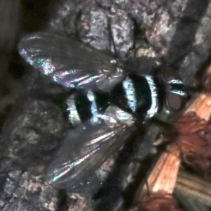Trigonospila sp. (genus) at Majura, ACT - 24 Nov 2018