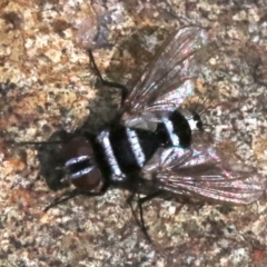 Trigonospila sp. (genus) at Majura, ACT - 24 Nov 2018