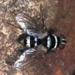 Trigonospila sp. (genus) at Majura, ACT - 24 Nov 2018 05:42 PM