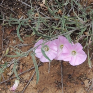 Convolvulus angustissimus subsp. angustissimus at Mitchell, ACT - 22 Nov 2018 04:40 PM