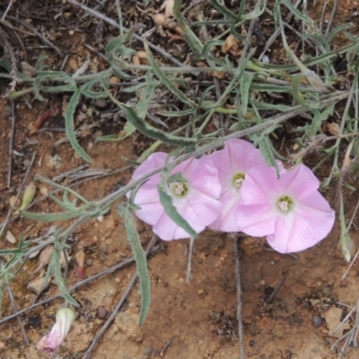 Convolvulus angustissimus subsp. angustissimus (Australian Bindweed) at Crace Grasslands - 22 Nov 2018 by michaelb