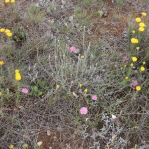 Convolvulus angustissimus subsp. angustissimus at Mitchell, ACT - 22 Nov 2018 04:34 PM