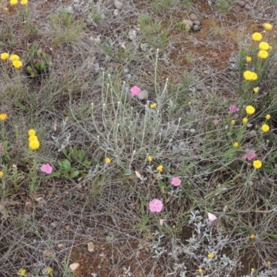 Convolvulus angustissimus subsp. angustissimus (Australian Bindweed) at Crace Grasslands - 22 Nov 2018 by michaelb