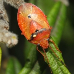 Acanthosomatidae (family) at Hackett, ACT - 25 Nov 2018