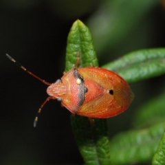 Acanthosomatidae (family) at Hackett, ACT - 25 Nov 2018