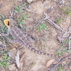 Amphibolurus muricatus (Jacky Lizard) at Wamboin, NSW - 12 Nov 2018 by Lizeth