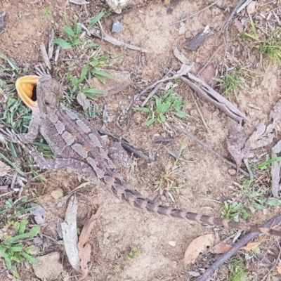 Amphibolurus muricatus (Jacky Lizard) at Wamboin, NSW - 11 Nov 2018 by Lizeth