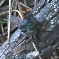 Rutilia sp. (genus) (A Rutilia bristle fly, subgenus unknown) at Majura, ACT - 24 Nov 2018 by jb2602