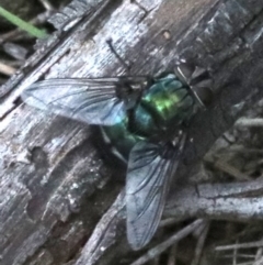 Rutilia sp. (genus) at Majura, ACT - 24 Nov 2018