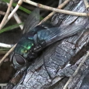 Rutilia sp. (genus) at Majura, ACT - 24 Nov 2018