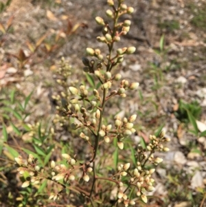 Nandina domestica at Campbell, ACT - 26 Nov 2018