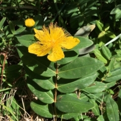 Hypericum calycinum (Rose of Sharon) at Campbell, ACT - 25 Nov 2018 by RWPurdie