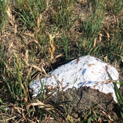 Bromus catharticus (Prairie Grass) at Red Hill to Yarralumla Creek - 25 Nov 2018 by ruthkerruish