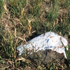 Bromus catharticus (Prairie Grass) at Hughes, ACT - 25 Nov 2018 by ruthkerruish