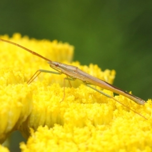 Mutusca brevicornis at Acton, ACT - 25 Nov 2018