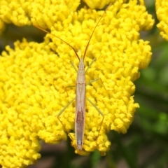 Mutusca brevicornis at Acton, ACT - 25 Nov 2018 01:22 PM