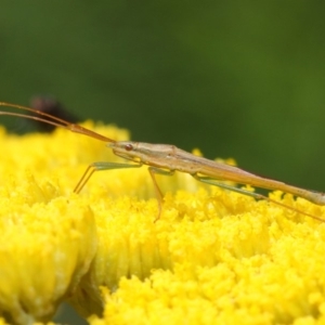 Mutusca brevicornis at Acton, ACT - 25 Nov 2018