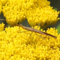 Mutusca brevicornis at Acton, ACT - 25 Nov 2018