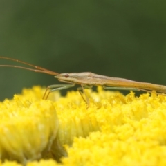 Mutusca brevicornis at Acton, ACT - 25 Nov 2018