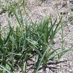 Dianella sp. aff. longifolia (Benambra) at Theodore, ACT - 25 Nov 2018 01:03 PM