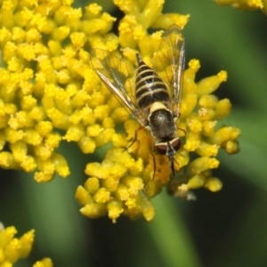 Australiphthiria hilaris at Acton, ACT - 25 Nov 2018