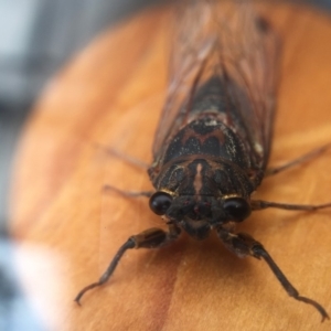 Galanga labeculata at Bermagui, NSW - 26 Nov 2018 11:57 AM