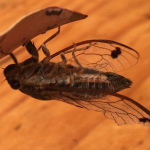 Galanga labeculata at Bermagui, NSW - 26 Nov 2018 11:57 AM