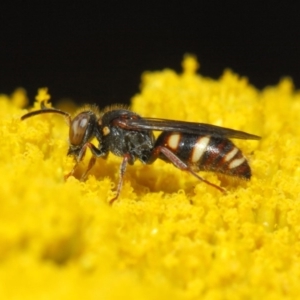 Bembecinus sp. (genus) at Acton, ACT - 25 Nov 2018