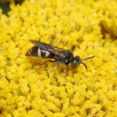 Bembecinus sp. (genus) at Acton, ACT - 25 Nov 2018