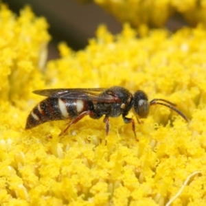 Bembecinus sp. (genus) at Acton, ACT - 25 Nov 2018