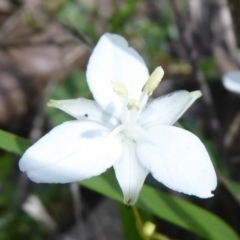 Libertia paniculata (Branching Grass-flag) at QPRC LGA - 24 Nov 2018 by Christine