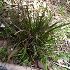 Libertia paniculata at Tallaganda State Forest - 25 Nov 2018 10:11 AM