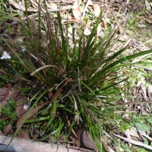 Libertia paniculata at Tallaganda State Forest - 25 Nov 2018