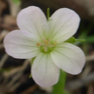 Geranium potentilloides at Farringdon, NSW - 25 Nov 2018 10:33 AM