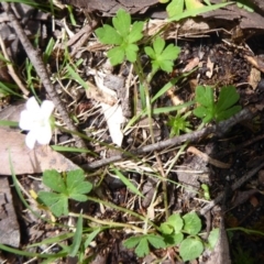 Geranium potentilloides at Farringdon, NSW - 25 Nov 2018 10:33 AM