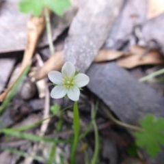 Geranium potentilloides at Farringdon, NSW - 25 Nov 2018 10:33 AM