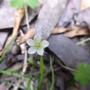 Geranium potentilloides at Farringdon, NSW - 25 Nov 2018 10:33 AM