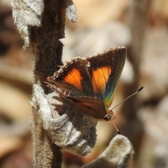 Paralucia aurifera (Bright Copper) at Paddys River, ACT - 25 Nov 2018 by JohnBundock