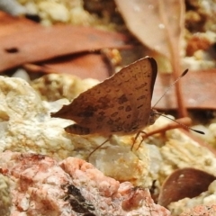 Paralucia aurifera at Paddys River, ACT - 26 Nov 2018