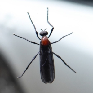 Plecia sp. (genus) at Farringdon, NSW - 25 Nov 2018 11:14 AM