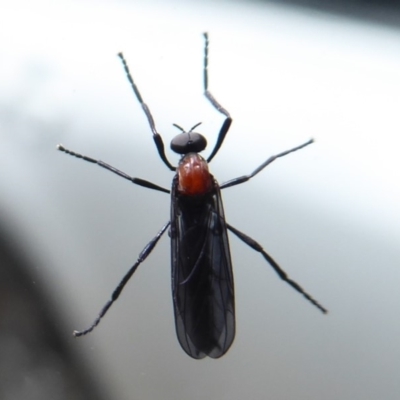 Plecia sp. (genus) (Lovebug Fly) at QPRC LGA - 25 Nov 2018 by Christine